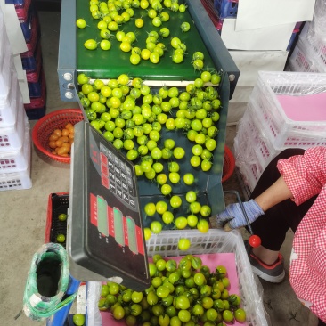 青甜2号圣女果
