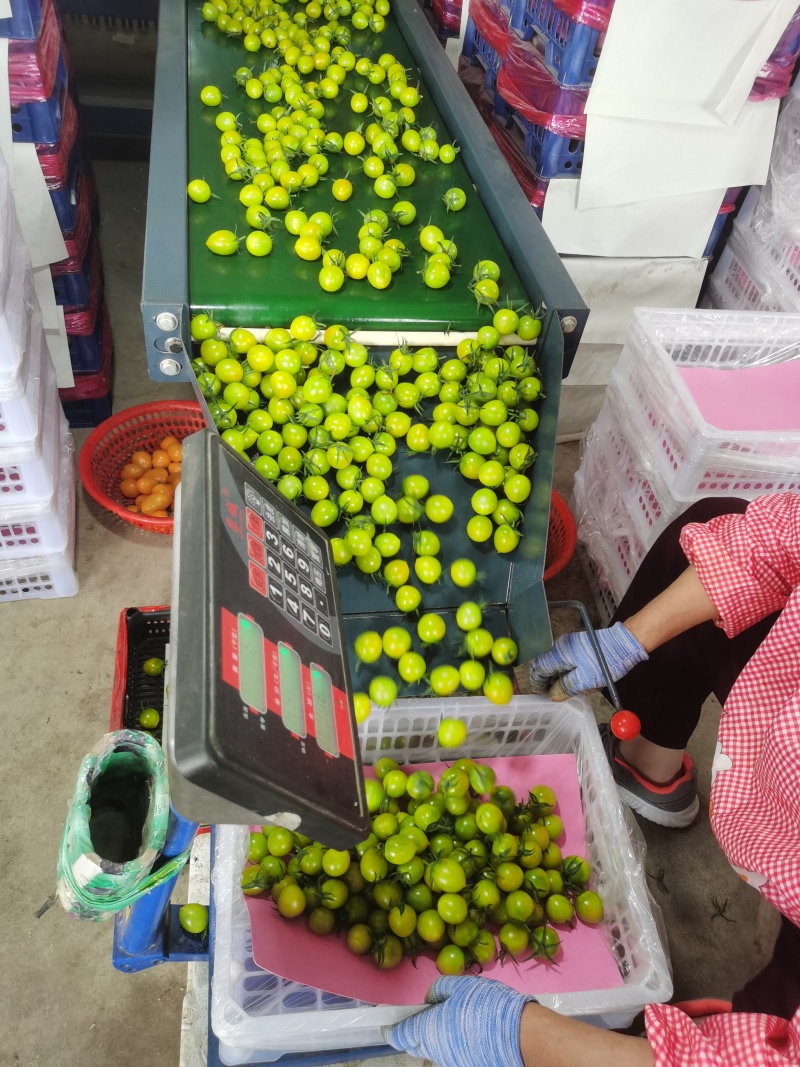 青甜2号圣女果