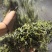 2025年一芽二叶春茶晒青毛茶600公斤