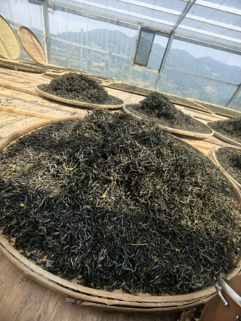 2025年一芽二叶春茶晒青毛茶600公斤