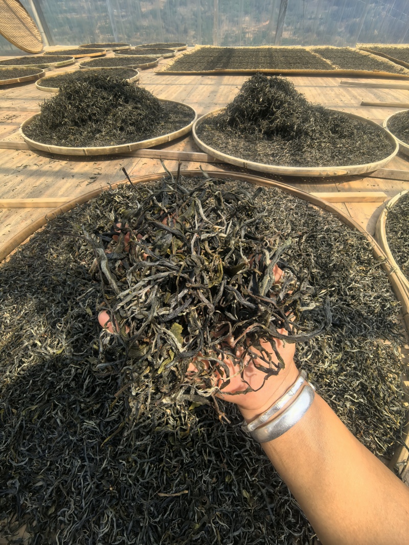 2025年一芽二叶春茶晒青毛茶600公斤