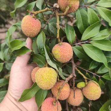 我有白糖罂荔枝，预定5月十号开园卖！