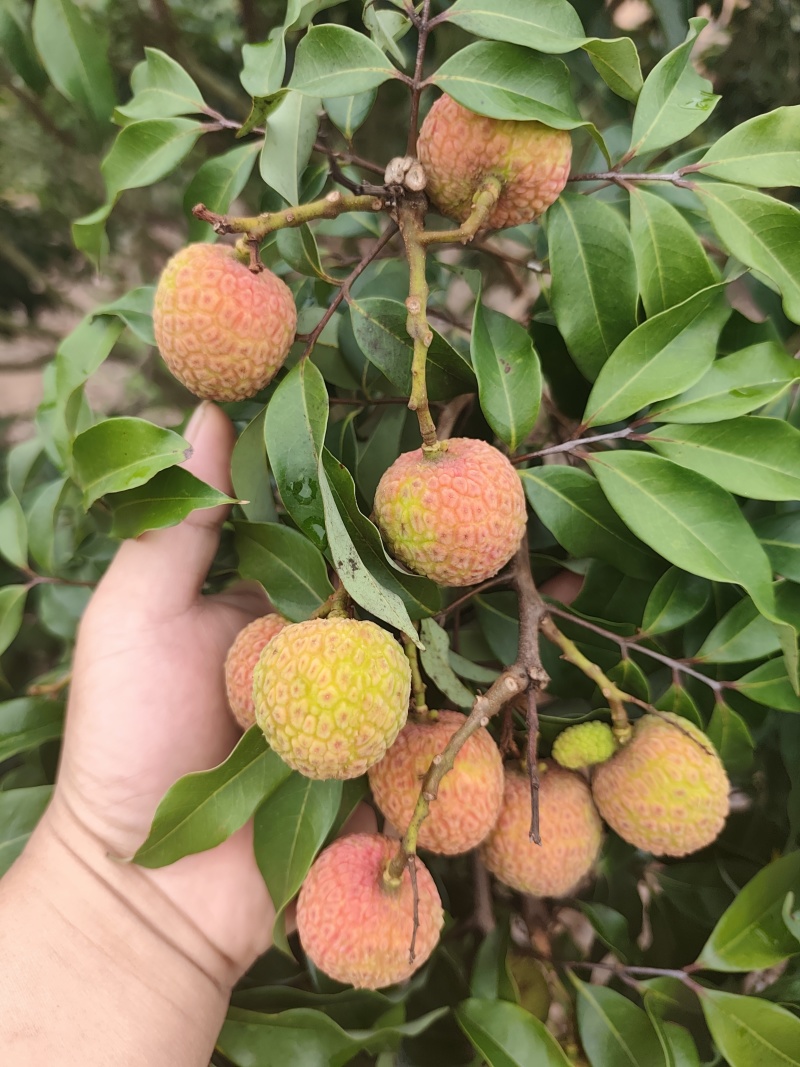 我有白糖罂荔枝，预定5月十号开园卖！