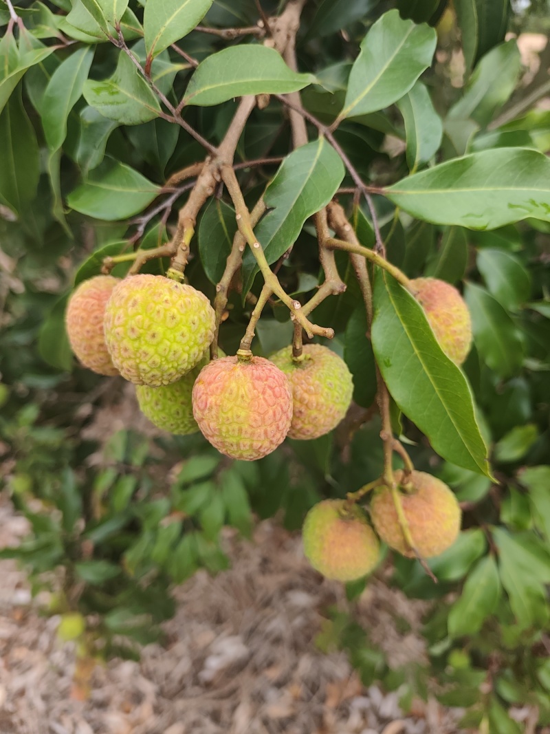 我有白糖罂荔枝，预定5月十号开园卖！