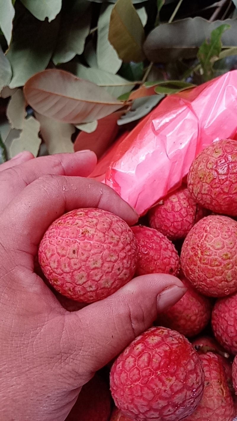 我有白糖罂荔枝，预定5月十号开园卖！