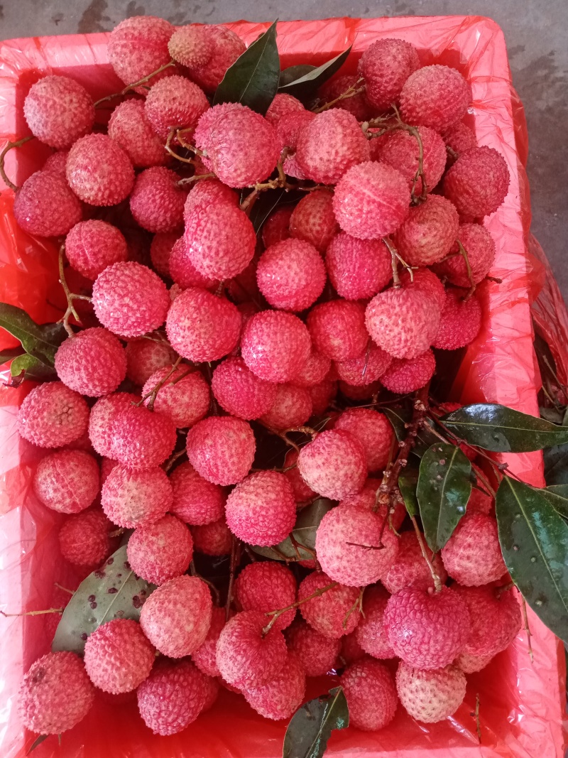 我有白糖罂荔枝，预定5月十号开园卖！