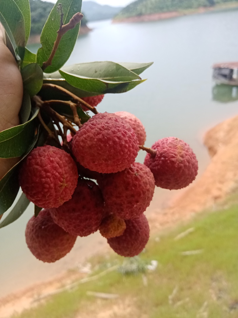 我有白糖罂荔枝，预定5月十号开园卖！