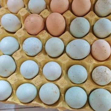 笨鸡蛋