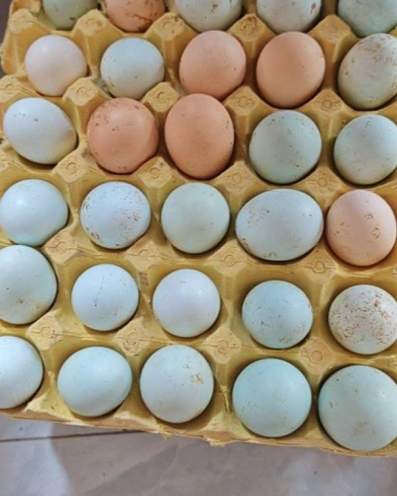 笨鸡蛋