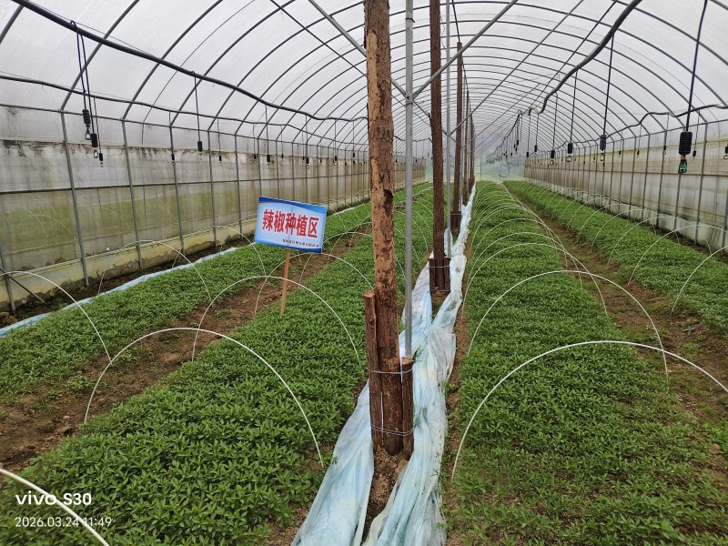 湘西辣椒苗批发，螺丝椒，线椒，菜椒等等