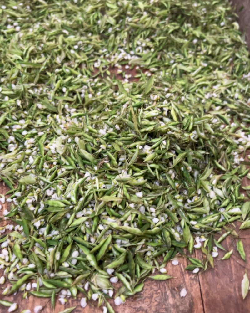 淫羊藿种子大量上市，正在采收中，有需要的和我联系