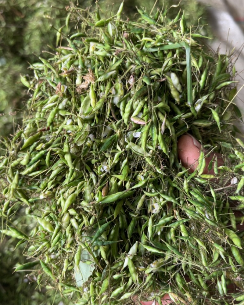 淫羊藿种子大量上市，正在采收中，有需要的和我联系