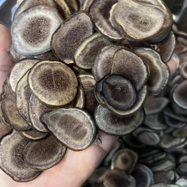 长期批发鹿茸