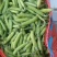 河南青豌豆大量上市中