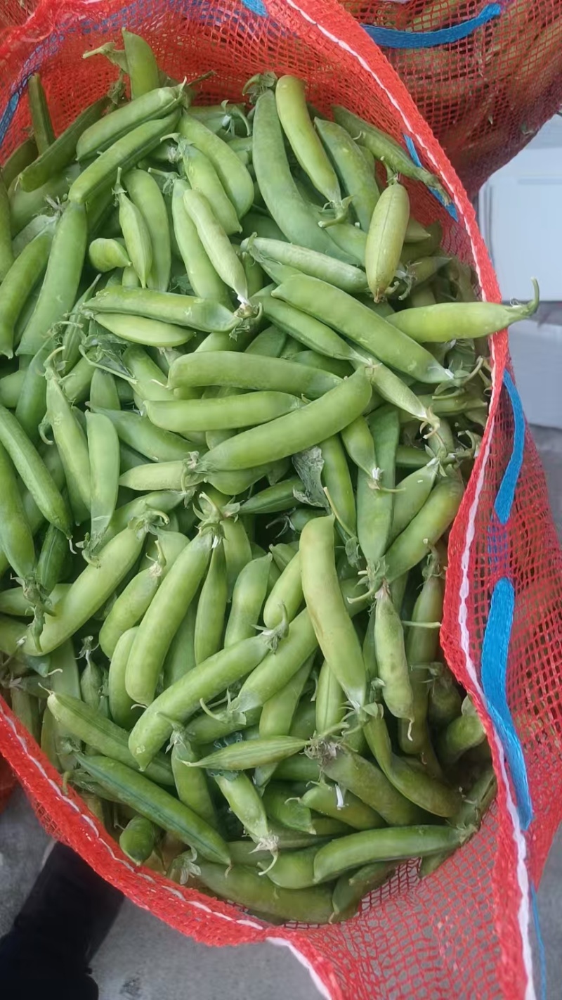 河南青豌豆大量上市中