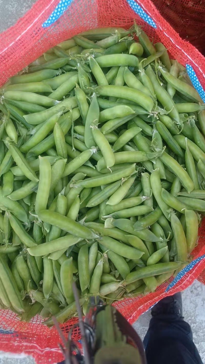 河南青豌豆大量上市中