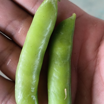 河南青豌豆大量上市中