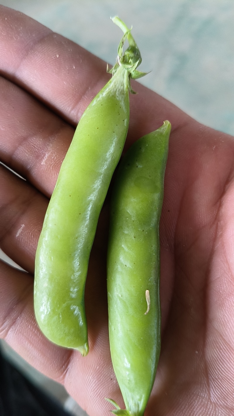 河南青豌豆大量上市中