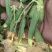 河南青豌豆大量上市中