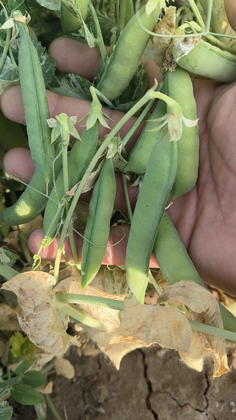 河南青豌豆大量上市中