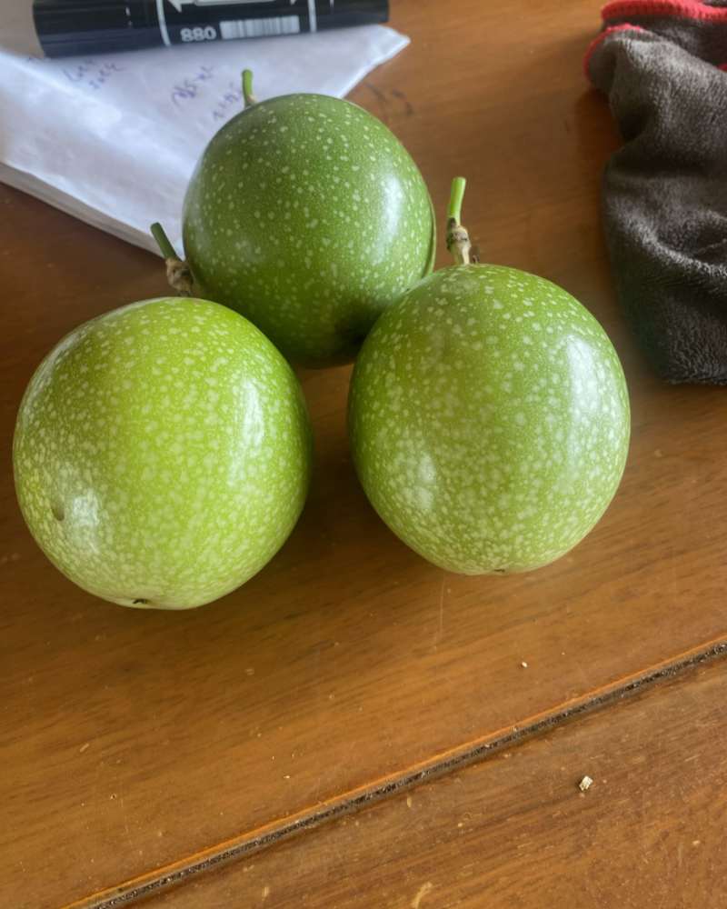 百香果