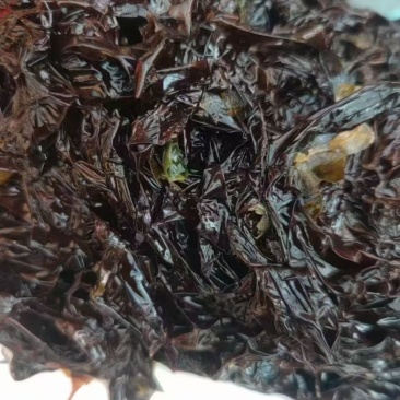 海岛野生紫菜