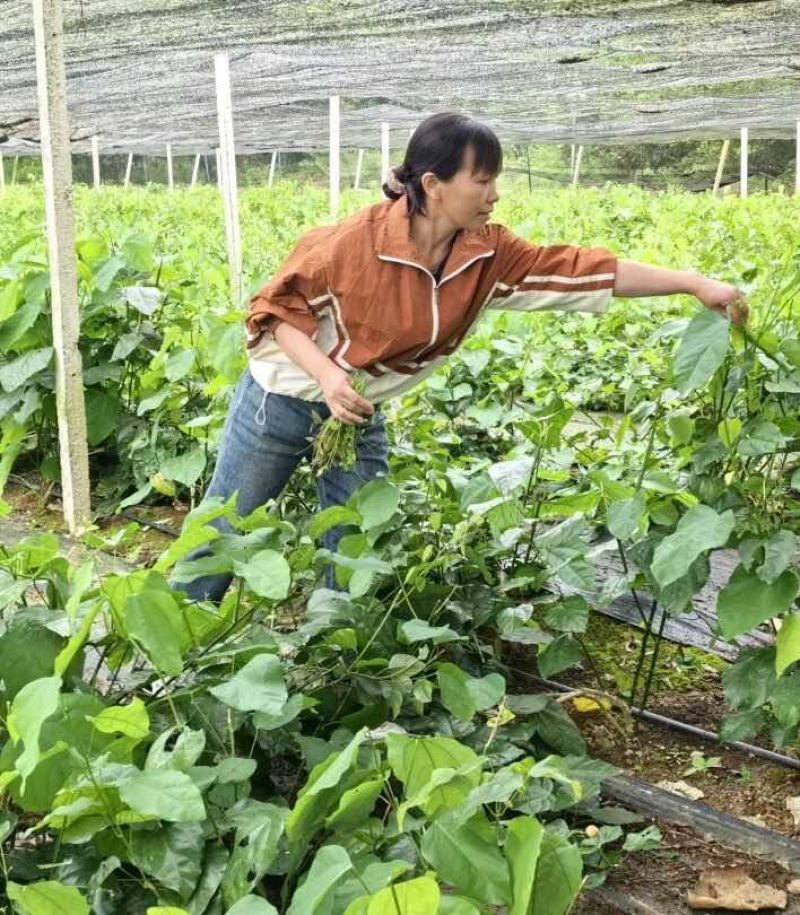 龙须菜