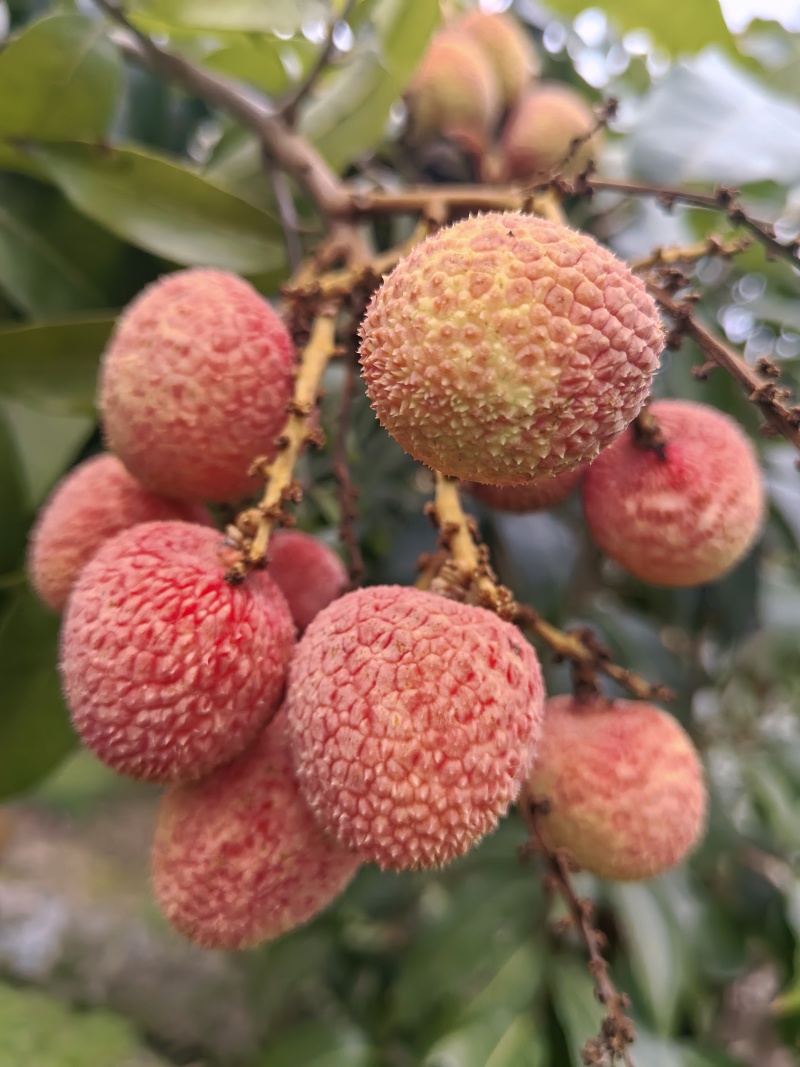 灵山荔枝三月红