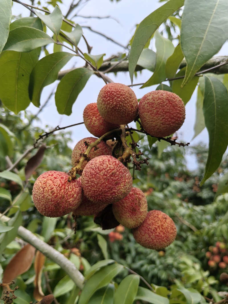 灵山荔枝三月红