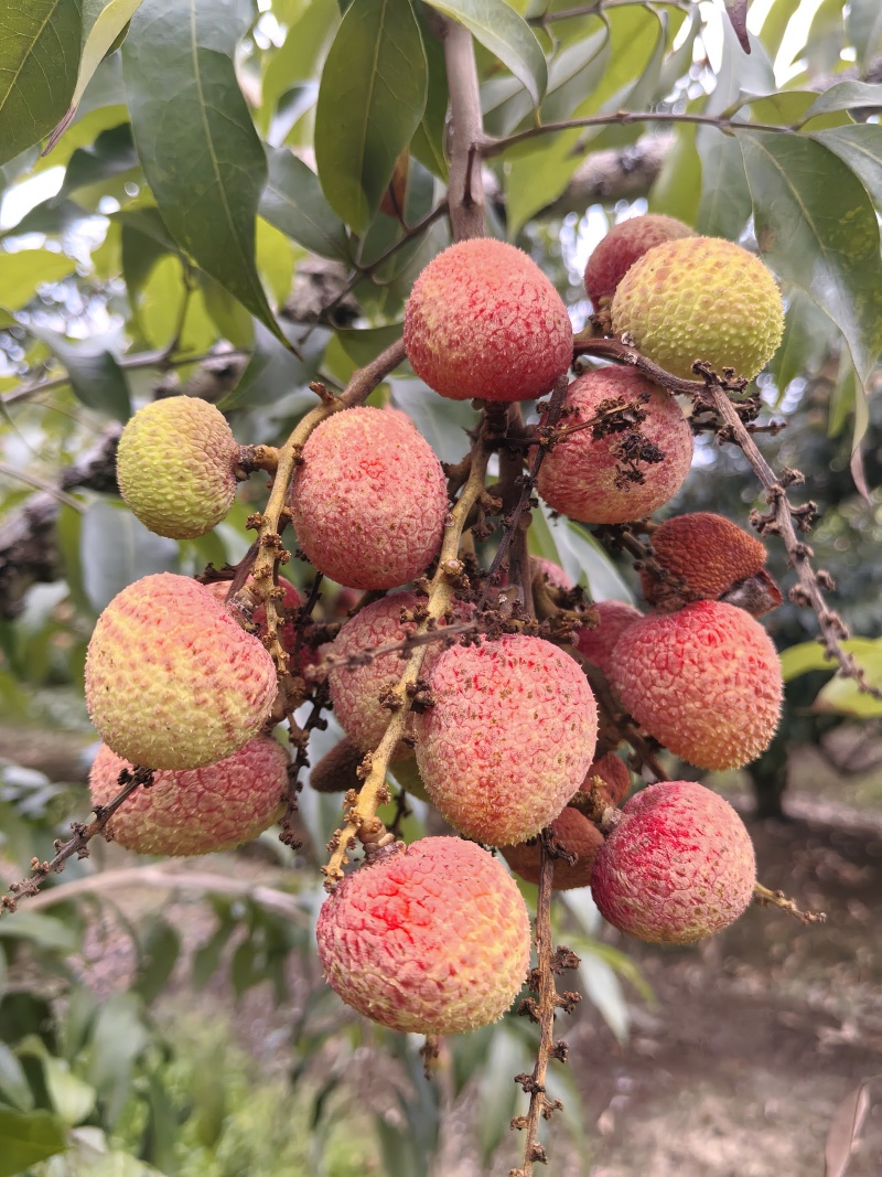 灵山荔枝三月红