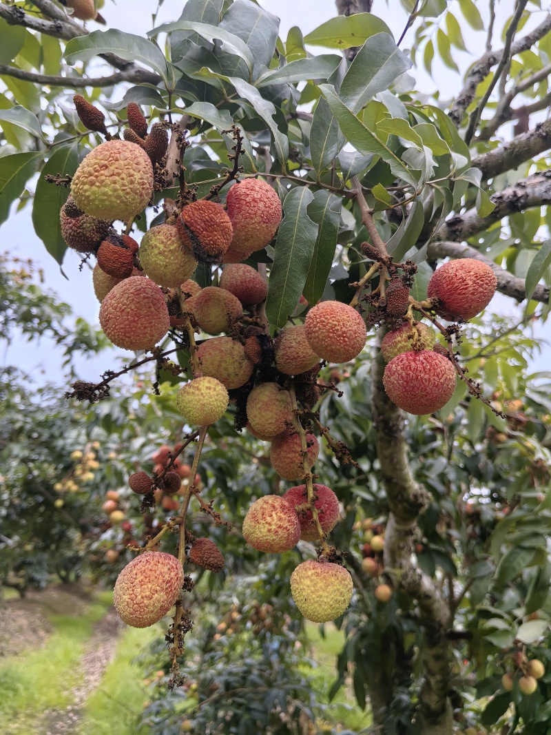 灵山荔枝三月红