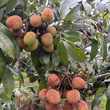 灵山荔枝三月红