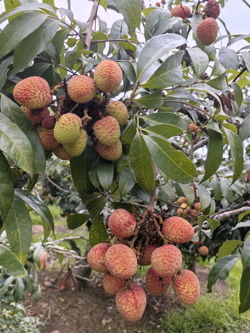 灵山荔枝三月红