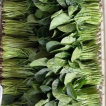 中波菜
