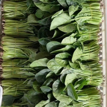 中波菜