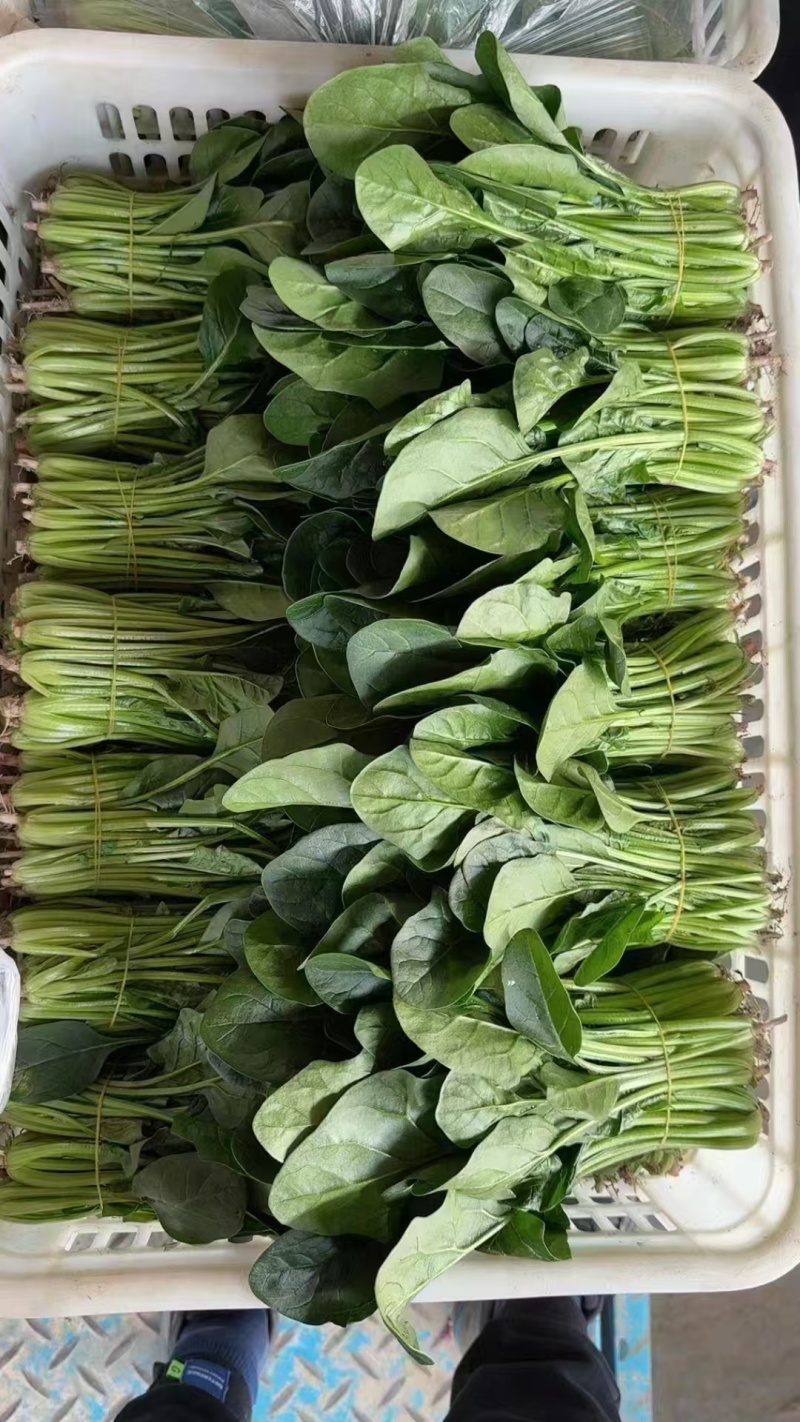 中波菜
