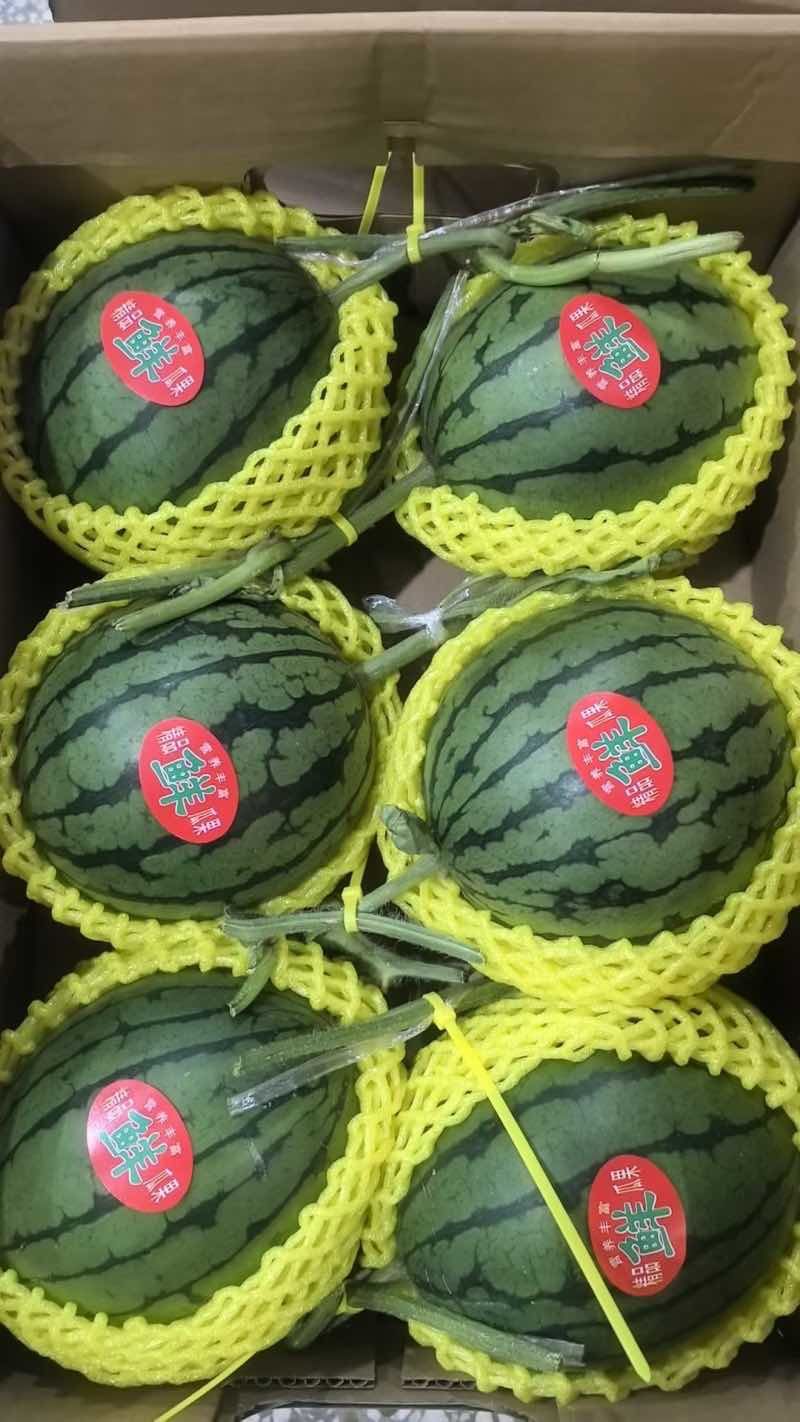 礼品小吊瓜，手撕薄皮小糖丸西瓜，纸皮西瓜，产地直发，现摘现卖