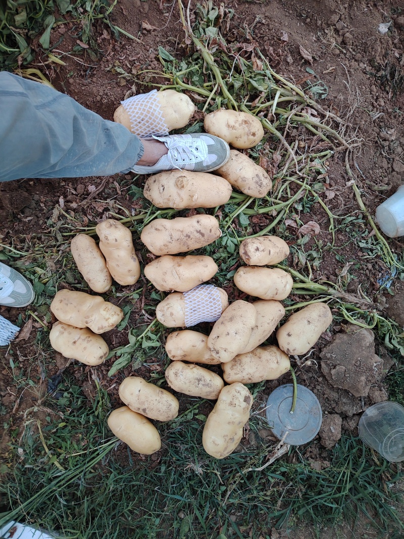 山东滕州界河土豆