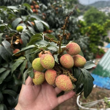 三月红荔枝