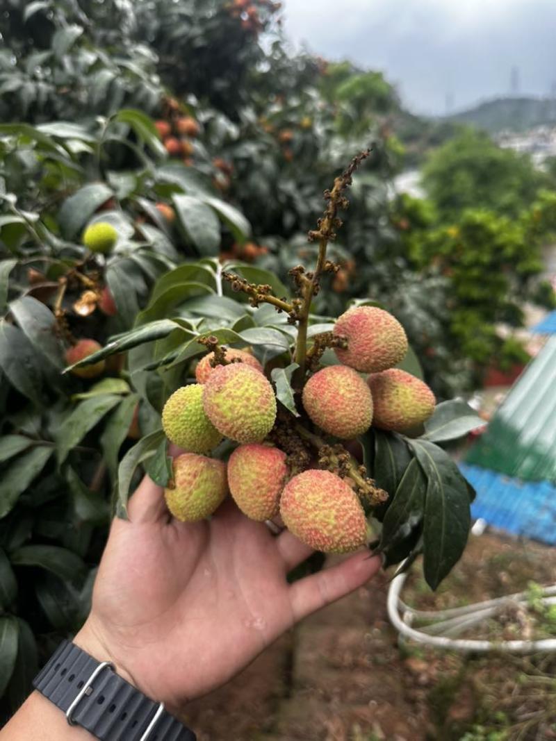 三月红荔枝