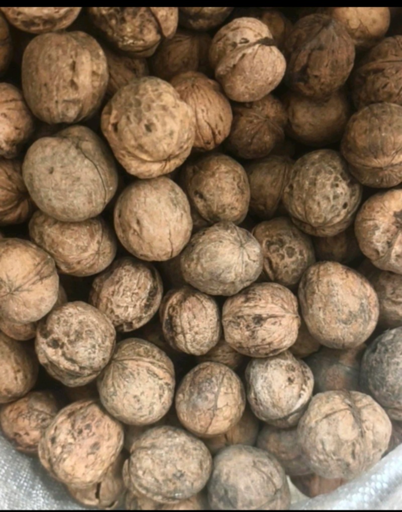 纸皮核桃