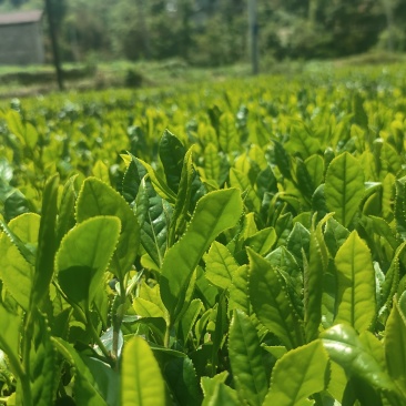 茶叶