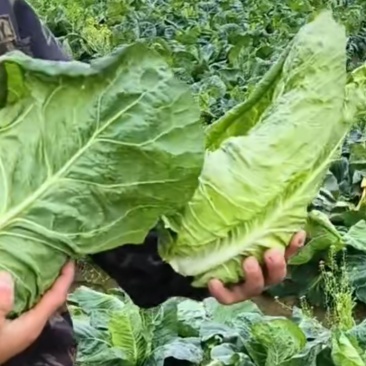 牛心菜