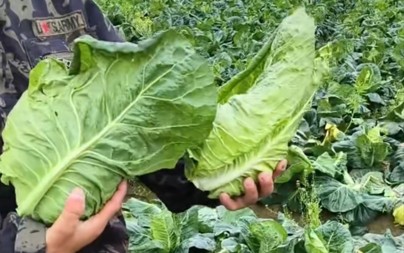 牛心菜