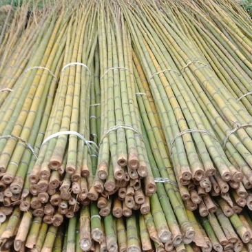 灰金竹