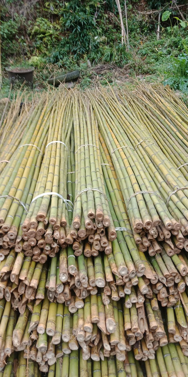 灰金竹
