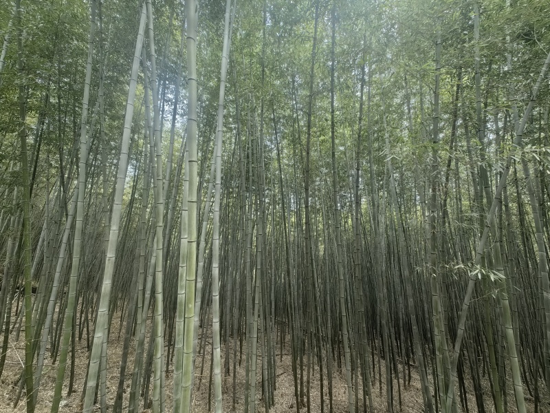 灰金竹