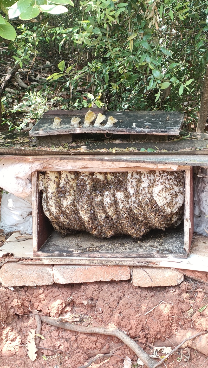 自己家天然土蜂蜜，不喂糖。有70瓶左右。每瓶1kg
