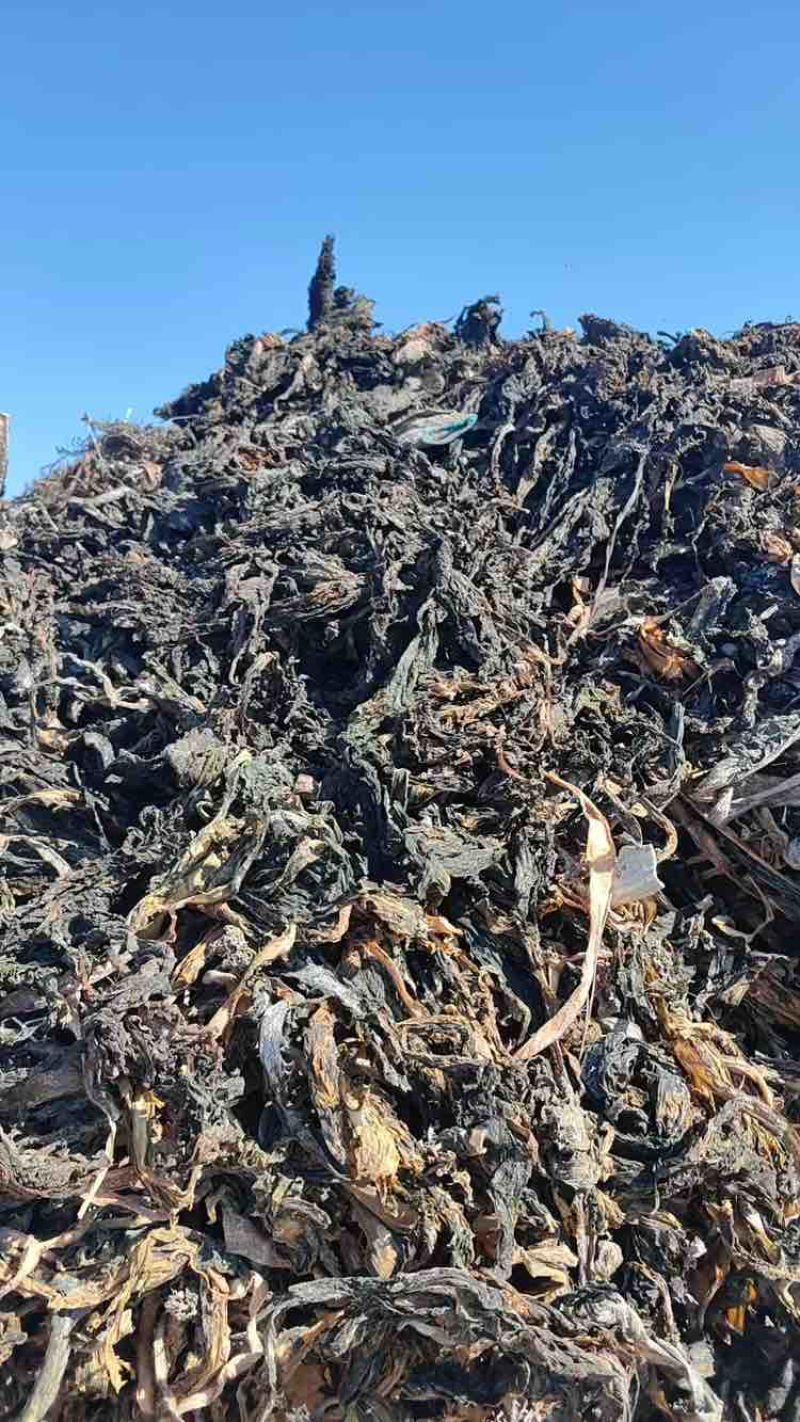【推荐】干裙带菜饲料化工提取专用威海产地直供量大价低