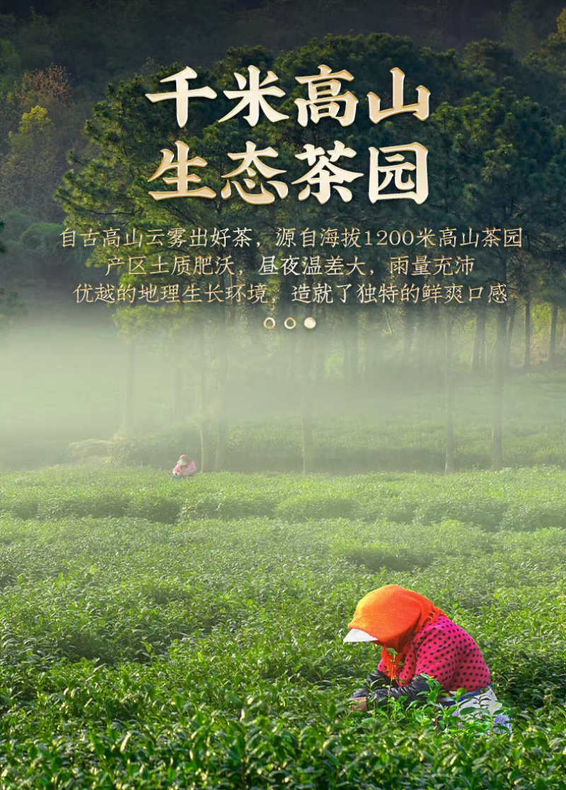 恩施绿茶炒青绿茶